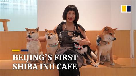 Beijing’s first Shiba Inu dog cafe is a crowd pleaser - YouTube