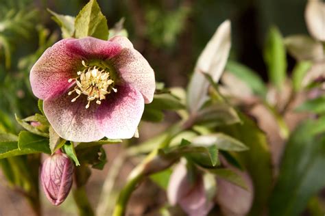 Lenten Rose Care - Tips For Growing Lenten Rose In Your Garden | Lenten rose, Rose care ...