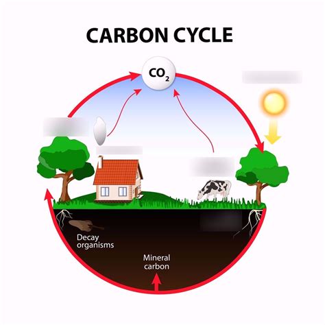 Carbon cycle Diagram | Quizlet