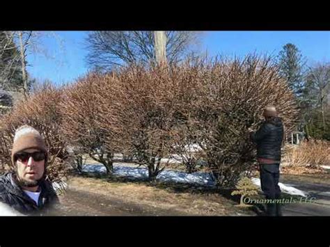 Burning Bush Pruning