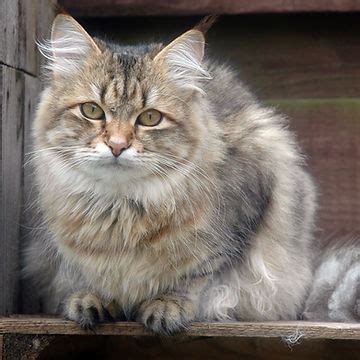 Hypoallergenic Cats | Siberian Cat Breeders | INFORMATION