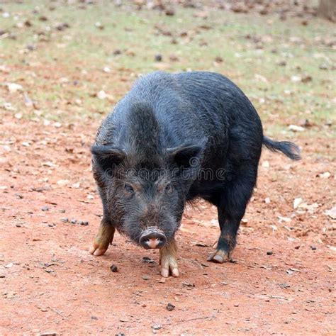 Black pig stock image. Image of animal, closeup, furious - 78764447