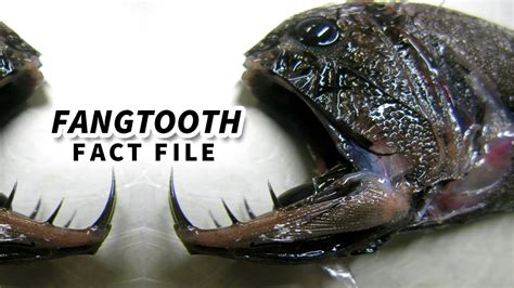 Fangtooth Facts: a FREAKY FISH 🐟 Animal Fact Files - YouTube