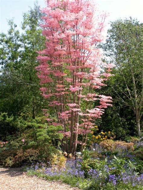 Toona Ciliata Red cedar tree 150 seeds | Etsy