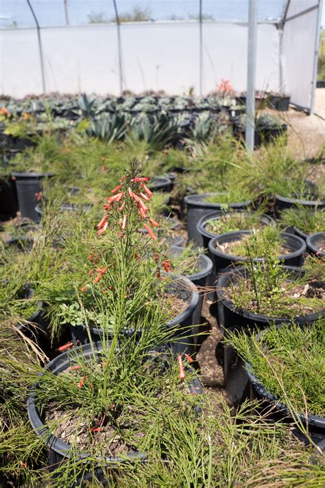 Firecracker Plant — GDNC Nursery