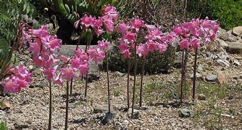 Amaryllis Belladonna – Pink Lady – Sunnyvale-Garden