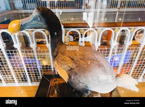 Dodo bird museum hi-res stock photography and images - Alamy