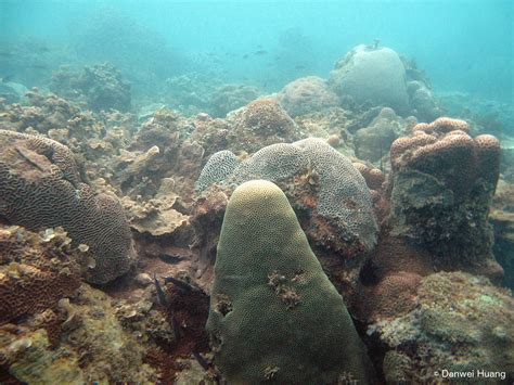 Coral Reefs - Coral Reefs of Singapore