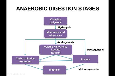 The four stages of anaerobic digestion - Treating Organics