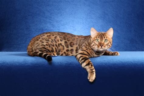 Cute Bengal Kittens Wallpaper