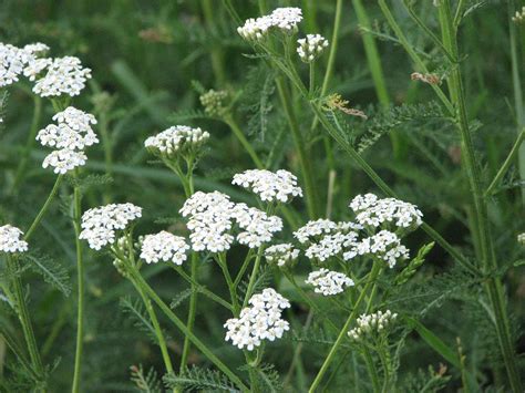 8 Grassland Medicinal Plants You Can Use