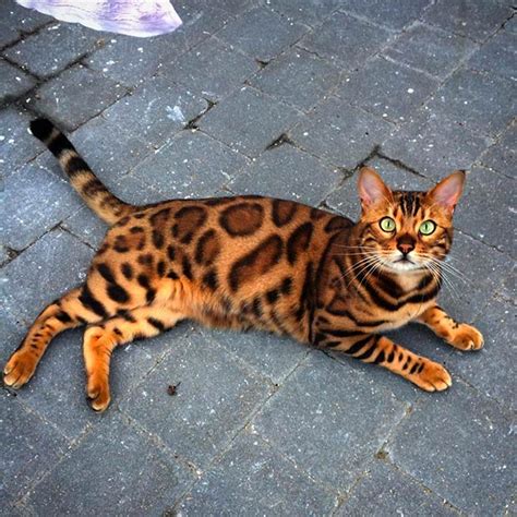 Thor: The Internationally Loved Bengal Cat