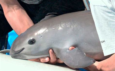 Vaquita Marina is inevitably on the verge of extinction - The Yucatan Times