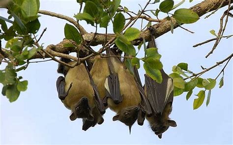 Zambia: The fantastical flight of Africa's giant fruit bats