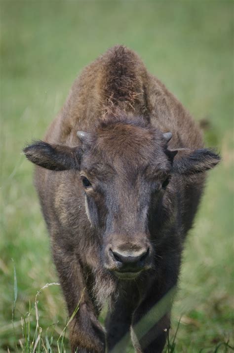 A Visit to a Holistically Managed, Grass-fed Bison Ranch — Nourished Kitchen