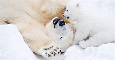 What’s a Baby Polar Bear Called & 4 More Amazing Facts! - A-Z Animals