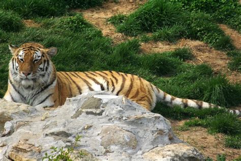 LaPetri Photography: Animals~Louisville Zoo