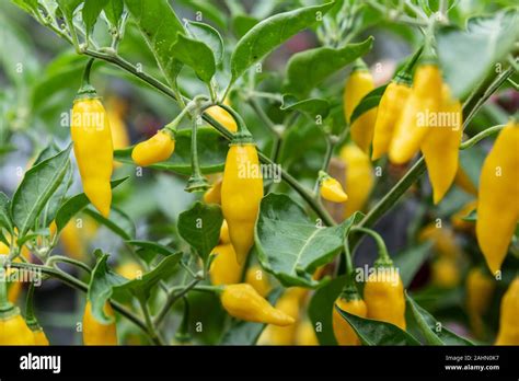 Capsicum chinense hi-res stock photography and images - Alamy