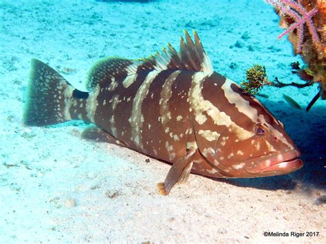 Tiger Grouper Bahamas | ROLLING HARBOUR ABACO