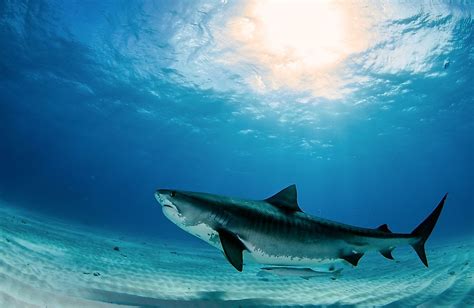 Giant Saltwater Fish