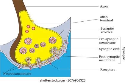 axon terminal diagram - NaelaZeineb