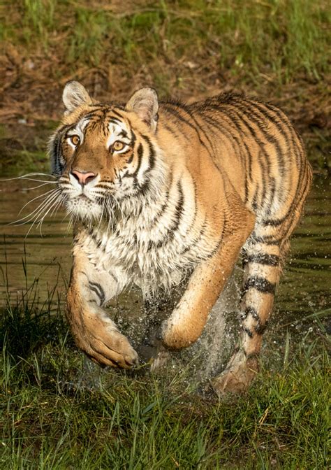 Amur Tiger Facts - WildCats Conservation Alliance