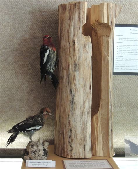 Hairy Woodpecker Nest | Hornby Island Natural History Centre