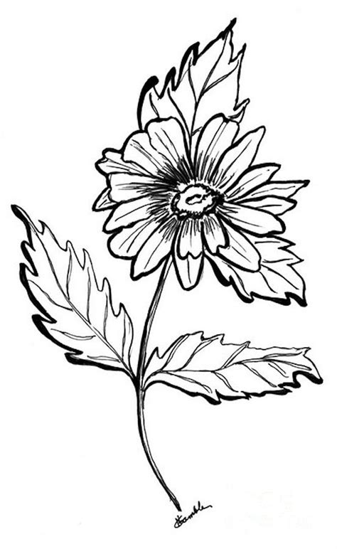 Free Gerber Daisy Drawing, Download Free Gerber Daisy Drawing png ...