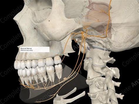 Buccal Nerve | Complete Anatomy