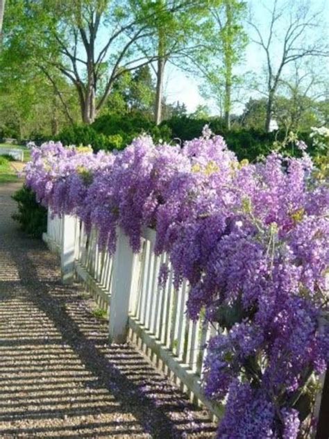 2 Blue Japanese Wisteria bareroot seedlings | Etsy