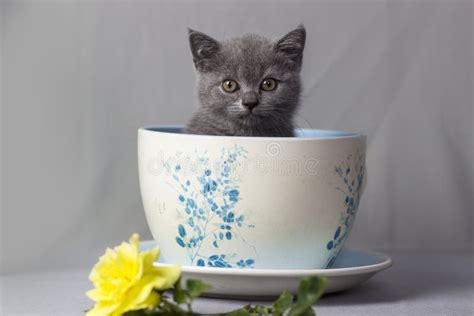 129 Kittens Cups Stock Photos - Free & Royalty-Free Stock Photos from Dreamstime