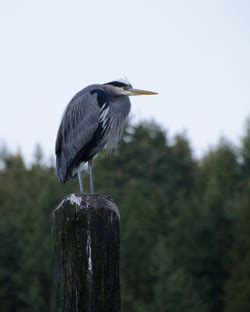 Estuary Animals - Estuary Biomes