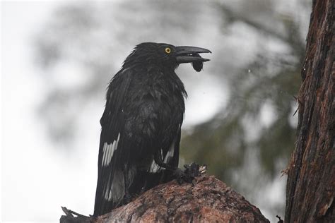 Vogel Im Baum Elster - Kostenloses Foto auf Pixabay