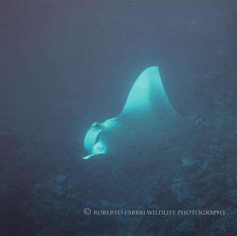 Roberto Fabbri Wildlife Photography | Birth of a Manta Ray in the Wild