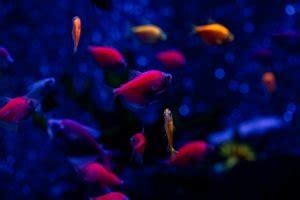 Glow Fish Breeding - Fishkeeping World