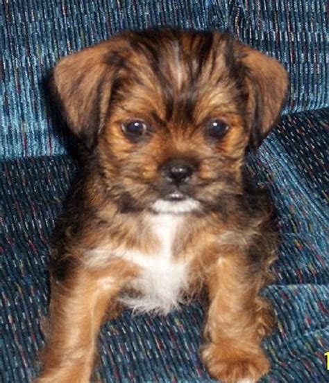 chihuahua shih tzu mix puppies for sale | Zoe Fans Blog | puppies | Pinterest | Chihuahuas ...