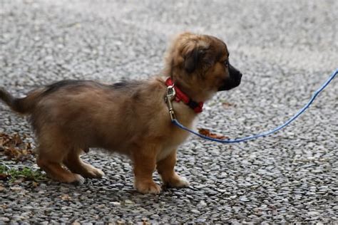 Puppy Leash Training - A Step by Step Guide