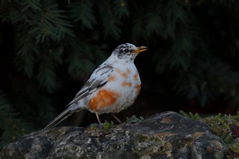 Travels With Birds: Leucistic American Robin (Merle d'Amérique) in Waterloo