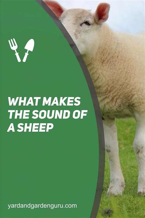 What Makes The Sound Of A Sheep