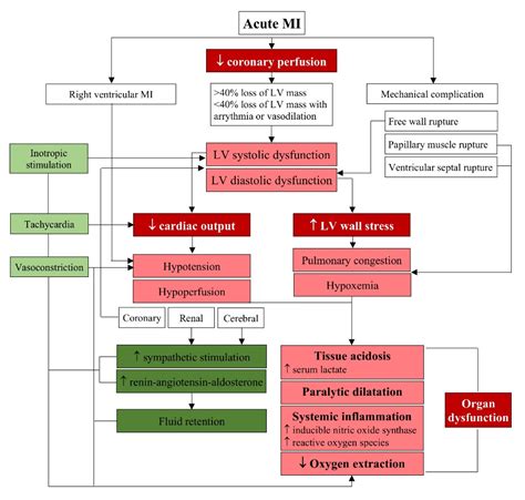 Acute Myocardial Infarction Pathophysiology