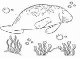 Manatee Coloring Pages  Free Printable PDF JPG PNG & Online sketch template