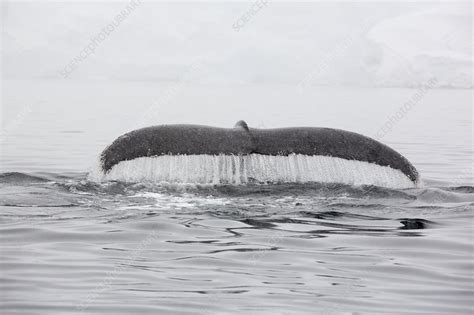 Humpback Whales feeding on Krill - Stock Image - C024/5052 - Science ...