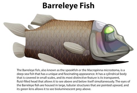 Free Vector | Pacific barreleye fish with informative text