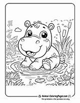 🦛 Hippo Coloring Pages Free Big Fun sketch template