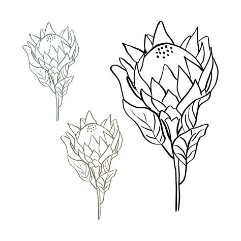 Protea Flower Drawing