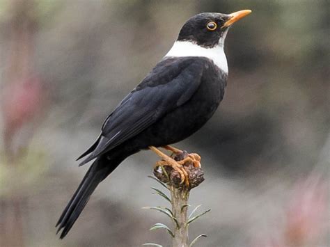 White-collared Blackbird in Mandala, West Kameng, Arunachal Pradesh, India