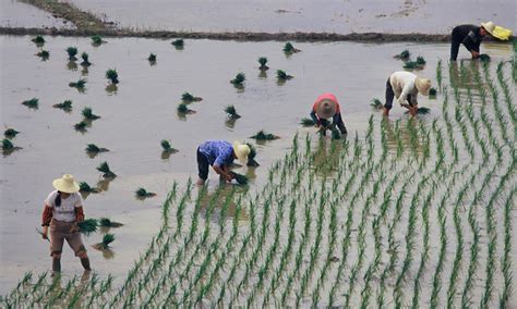 rice farming_China_food | Photos | WWF