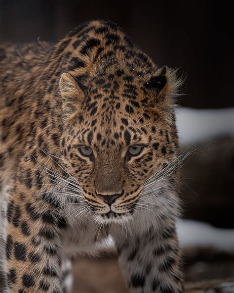 CMZoo Welcomes First Amur Leopard Cubs in Nearly 20 Years - ZooBorns