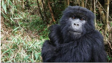 NGO Says Partnership Key to Protecting Wildlife in Nigeria - CSR ...