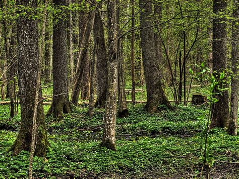 Forest - Bialowieza Free Photo Download | FreeImages